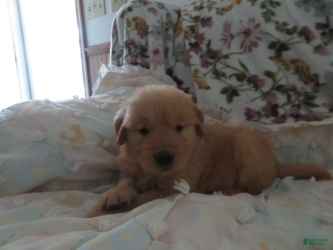 Golden Retriever dogs for sale: Starburst - Image 1