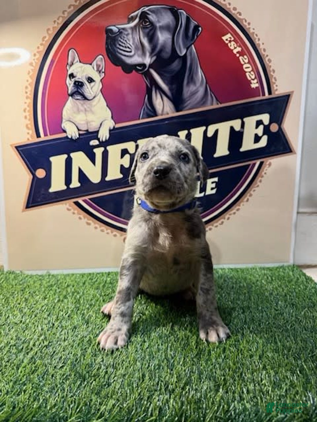Cane Corso dogs for sale: Cane Corso 5 puppies - Image 7