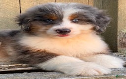 Mini Bernedoodle dogs for sale: 🤎 In Boston Massachusetts 🤎 Two Blue Eyes 🤎 Mini Bernedoodle 🤎 - Image 8