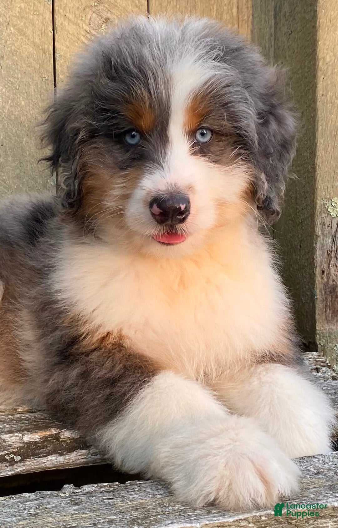 Mini Bernedoodle dogs for sale: 🤎 In Boston Massachusetts 🤎 Two Blue Eyes 🤎 Mini Bernedoodle 🤎 - Image 8