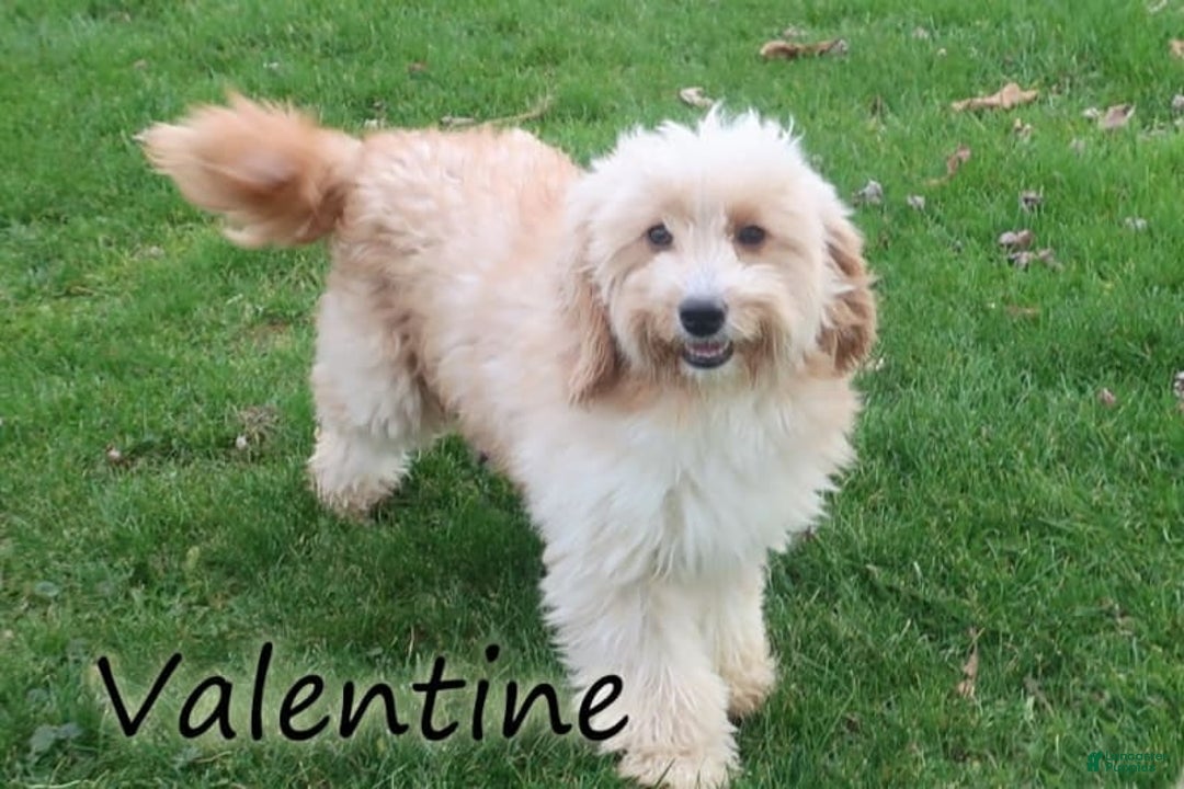 Mini Goldendoodle dogs for sale: Violet - Image 4