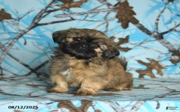 Shih Tzu dogs for sale: Sterling - Image 4