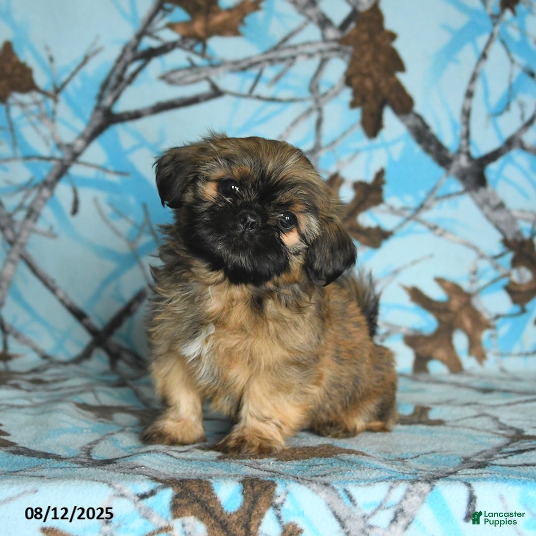 Shih Tzu dogs for sale: Sterling - Image 4