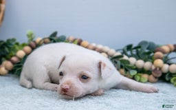 Chihuahua dogs for sale: Noah - Image 2