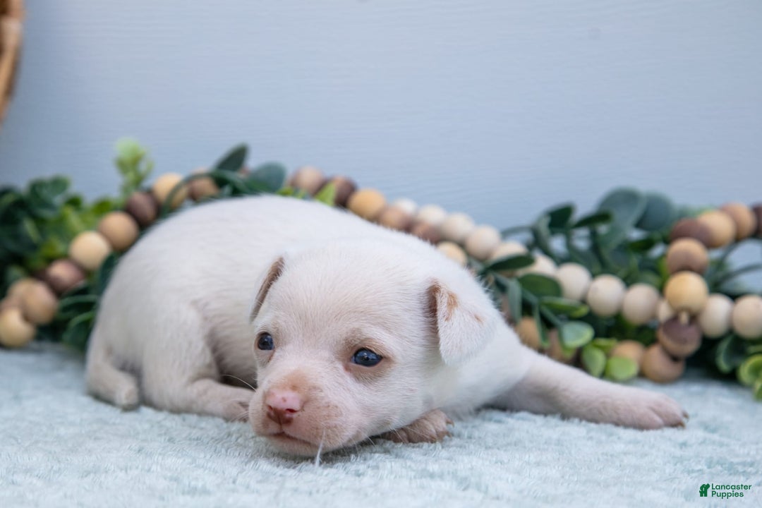 Chihuahua dogs for sale: Noah - Image 2