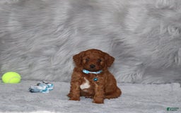 Mini Goldendoodle dogs for sale: Clint - Image 6