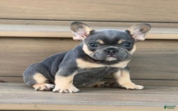 French Bulldog dogs for sale: Harriet - Image 5