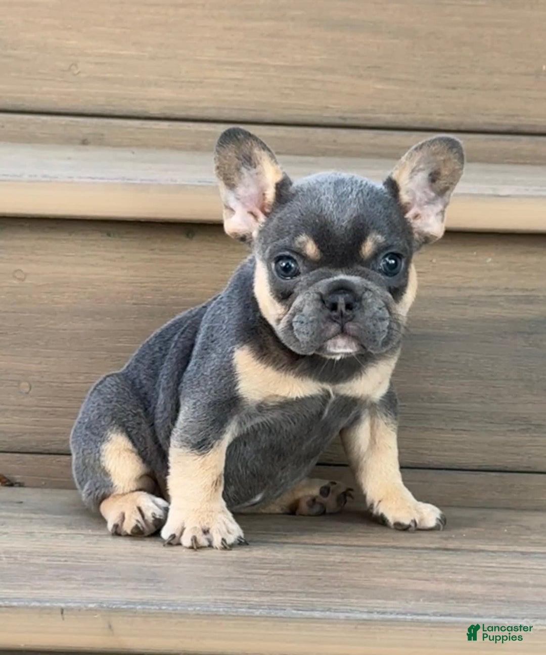 French Bulldog dogs for sale: Harriet - Image 5