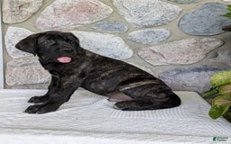 English Mastiff dogs for sale: Bruno - Image 6