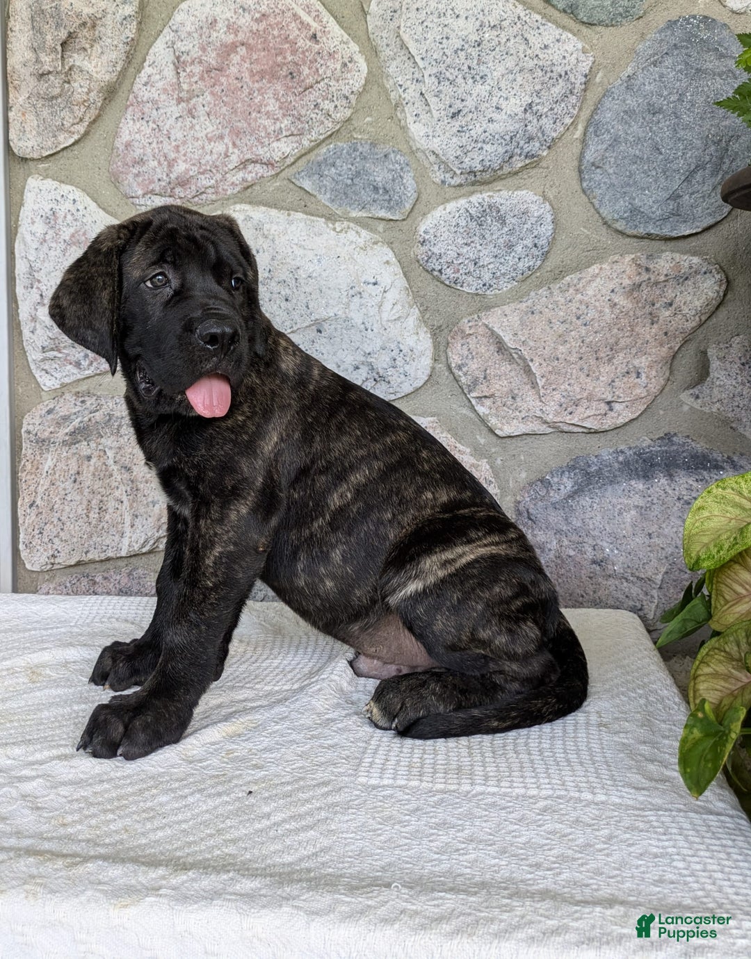 English Mastiff dogs for sale: Bruno - Image 6