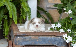 Havanese dogs for sale: Tina - Image 1