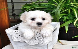 Cavachon dogs for sale: Molly - Image 1