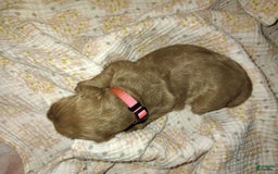 Mini Goldendoodle dogs for sale: Amy - Image 3