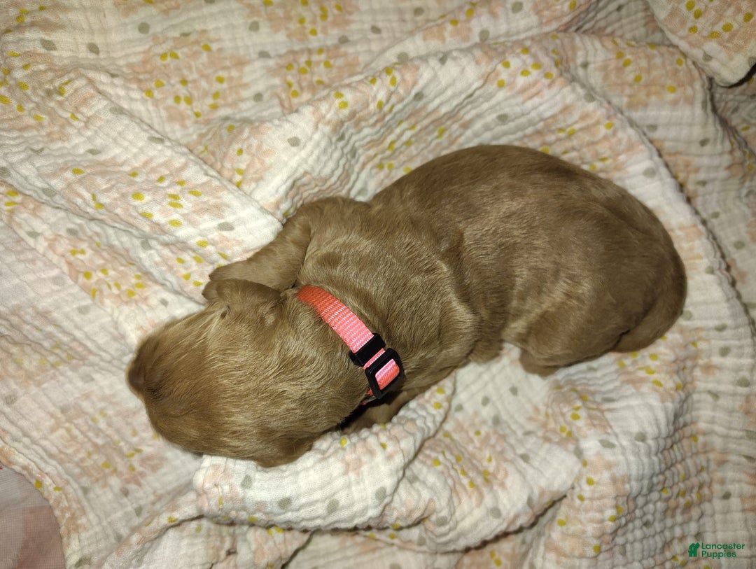Mini Goldendoodle dogs for sale: Amy - Image 3