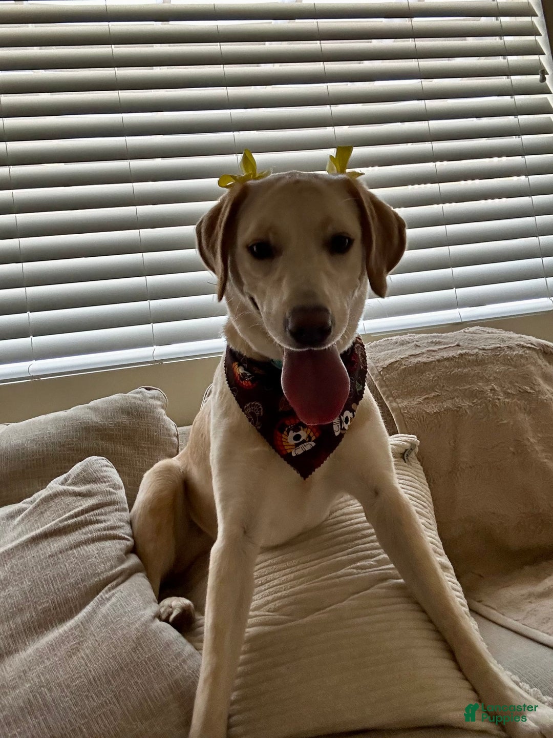 Labrador Retriever dogs for sale: Puppy - Image 2
