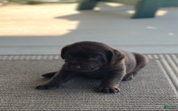 Labrador Retriever dogs for sale: Chloe - Image 4
