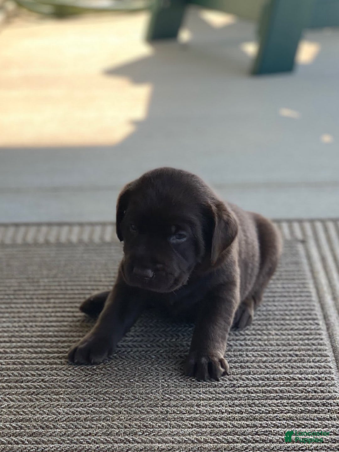 Labrador Retriever dogs for sale: Chloe - Image 4