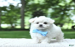 Maltese dogs for sale: Kobey - Image 13