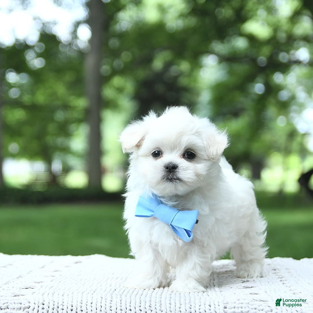 Maltese dogs for sale: Kobey - Image 13