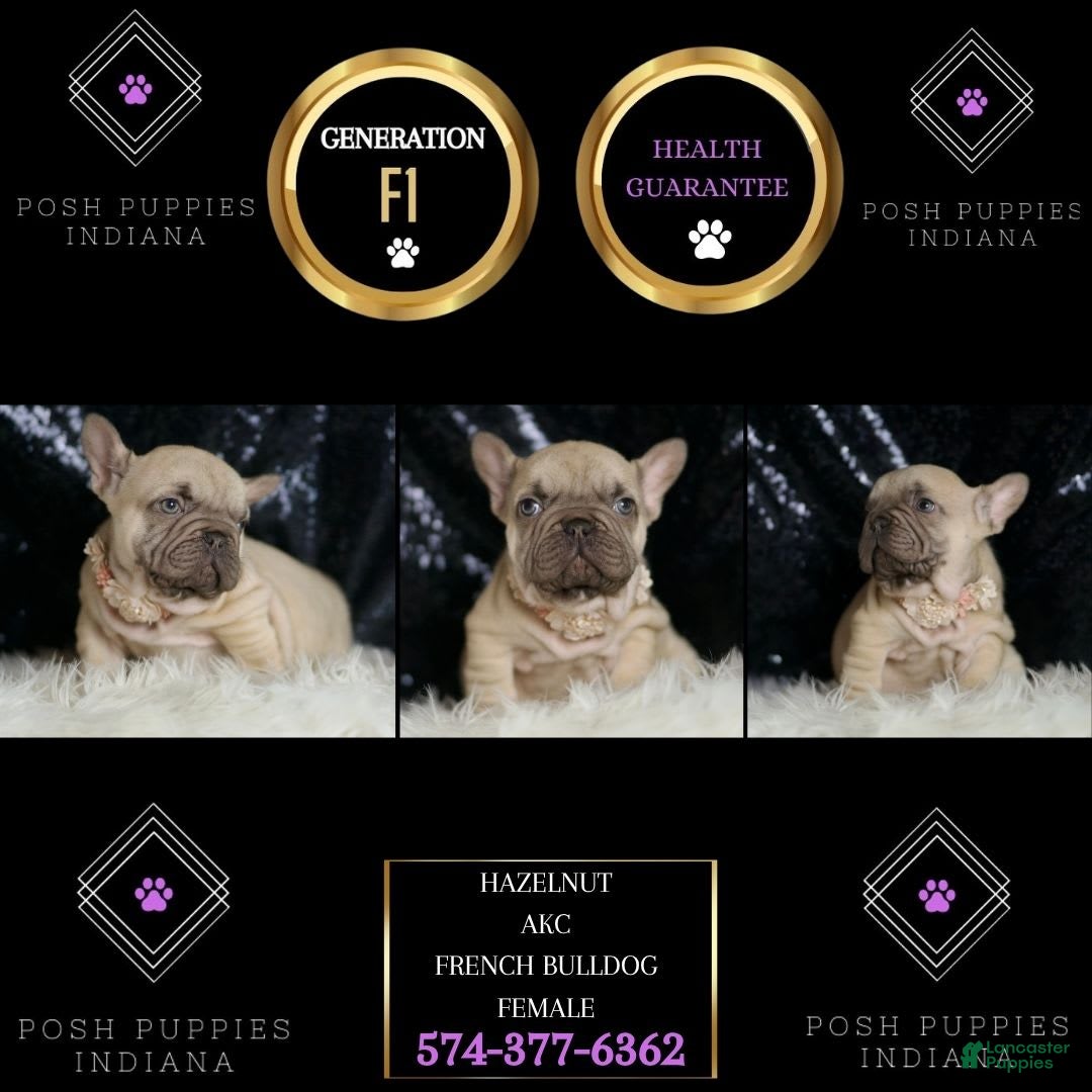 French Bulldog dogs for sale: Hazelnut - Image 7