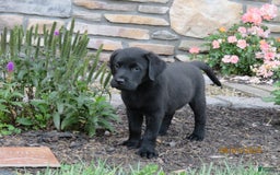 Labrador Retriever dogs for sale: Bella - Image 13
