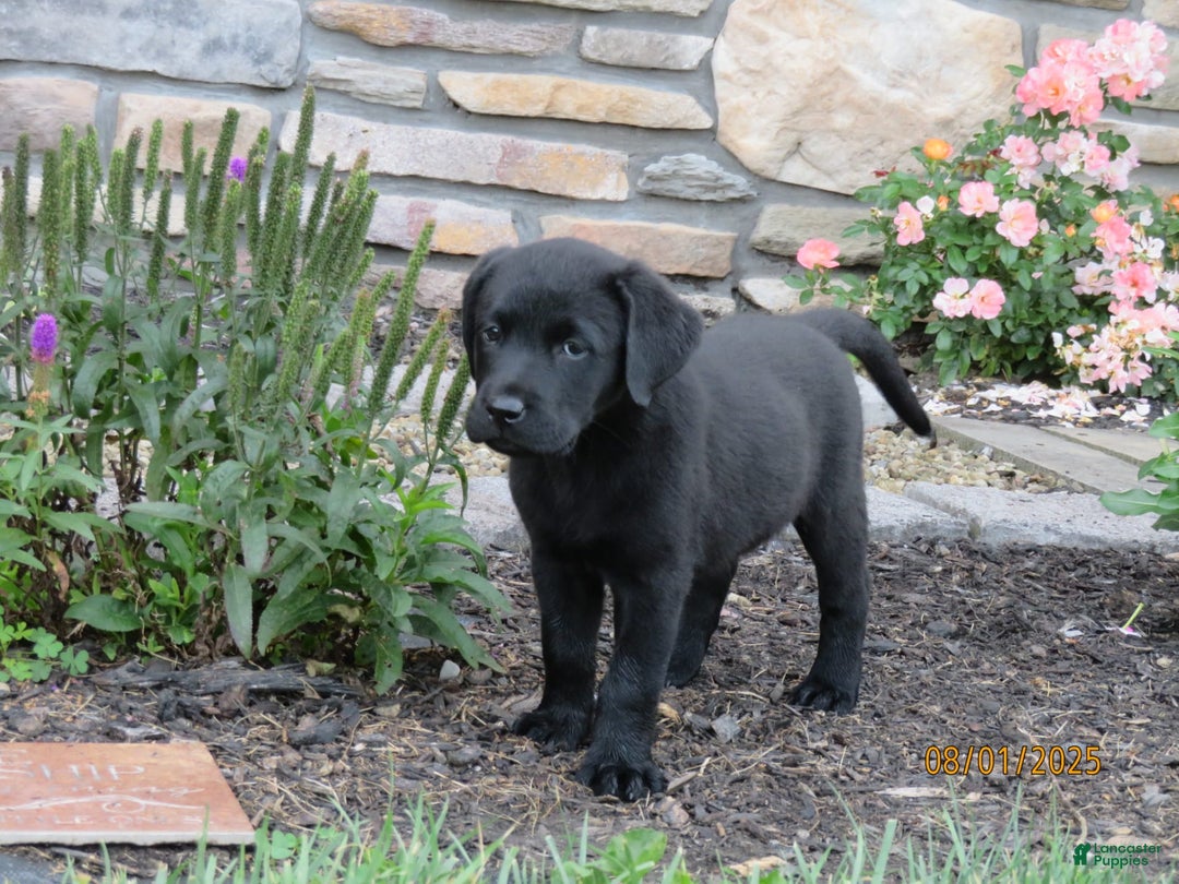 Labrador Retriever dogs for sale: Bella - Image 13
