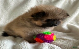 Pomeranian dogs for sale: Lucia - Image 2