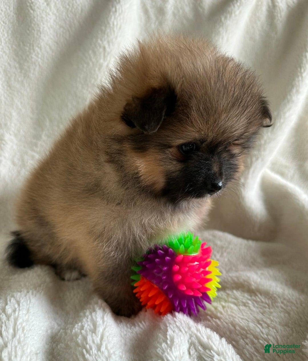 Pomeranian dogs for sale: Lucia - Image 2