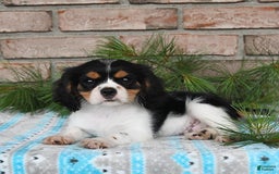 Cavalier King Charles Spaniel dogs for sale: Duke - Image 15