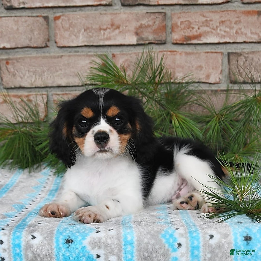 Cavalier King Charles Spaniel dogs for sale: Duke - Image 15