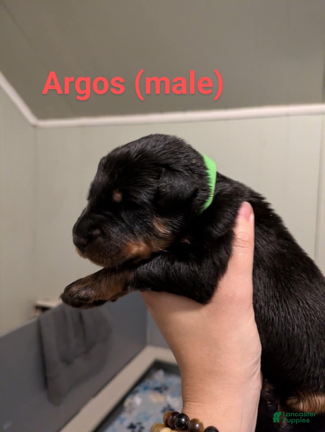 Beauceron dogs for sale: Argos - Image 1