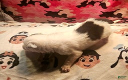 Border Collie dogs for sale: Hondo - Image 32