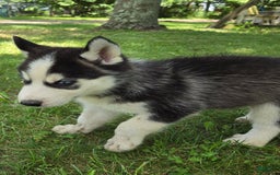 Siberian Husky dogs for sale: Thunder - Image 5