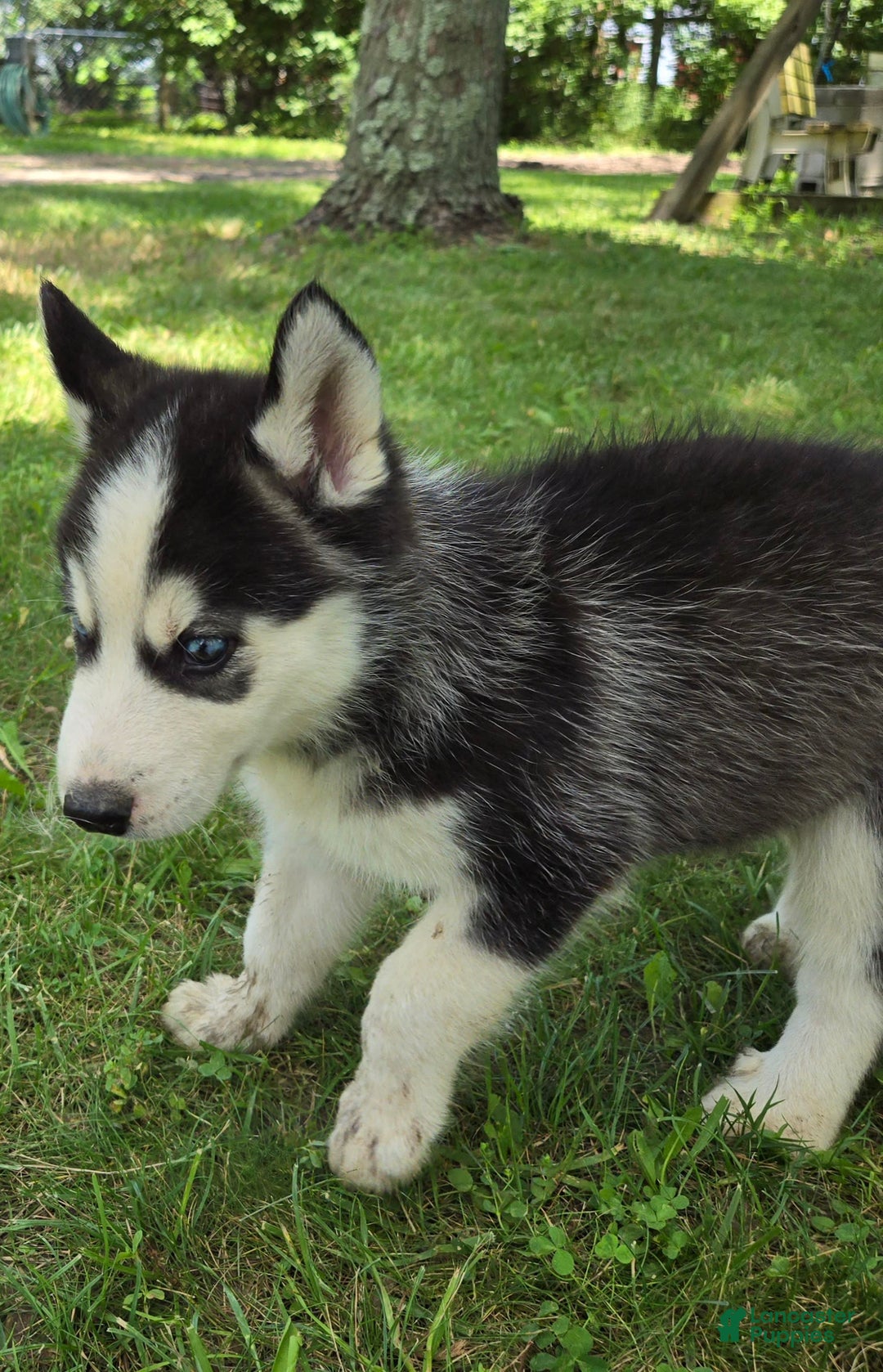 Siberian Husky dogs for sale: Thunder - Image 5