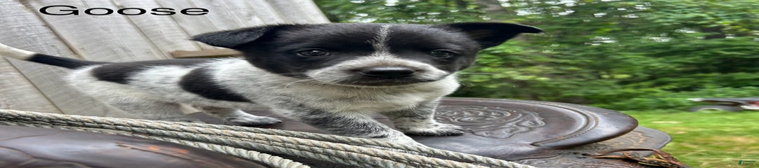 Goose