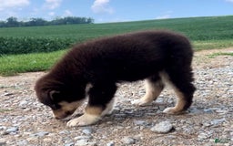 Alaskan Malamute dogs for sale: Talli - Image 4