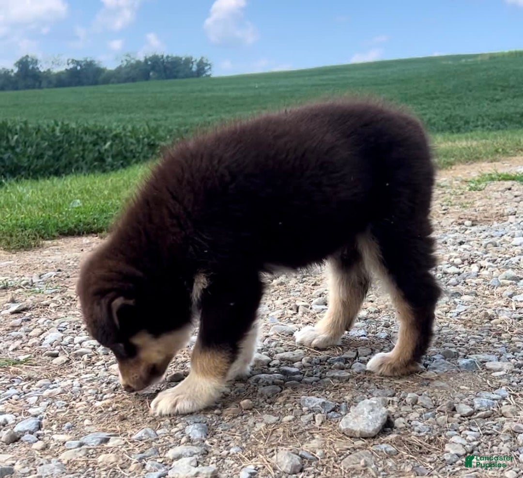 Alaskan Malamute dogs for sale: Talli - Image 4