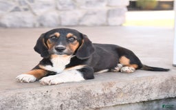 Basset Hound dogs for sale: Benny - Image 4