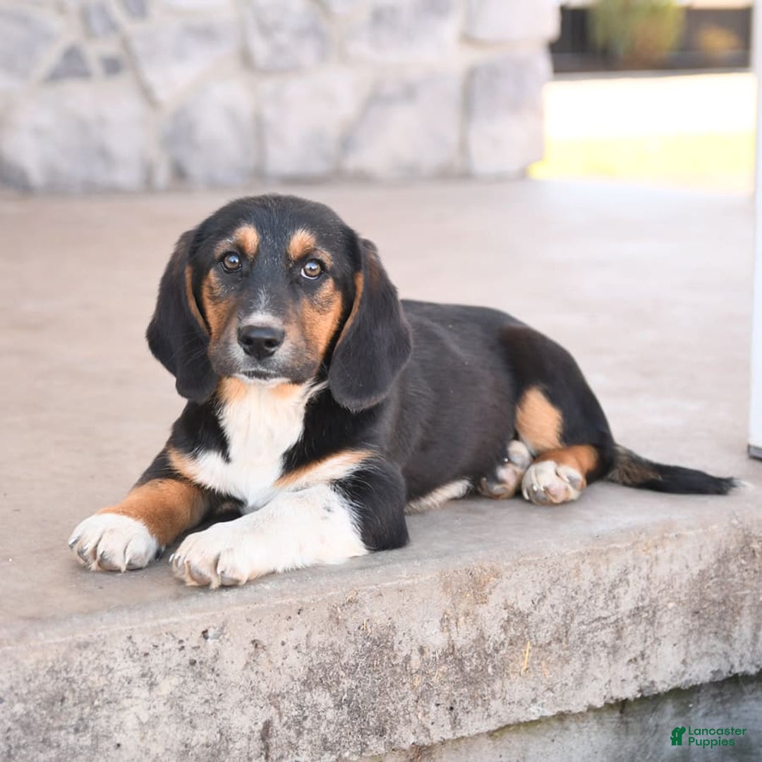 Basset Hound dogs for sale: Benny - Image 4