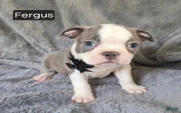 Boston Terrier dogs for sale: Fergus - Image 3