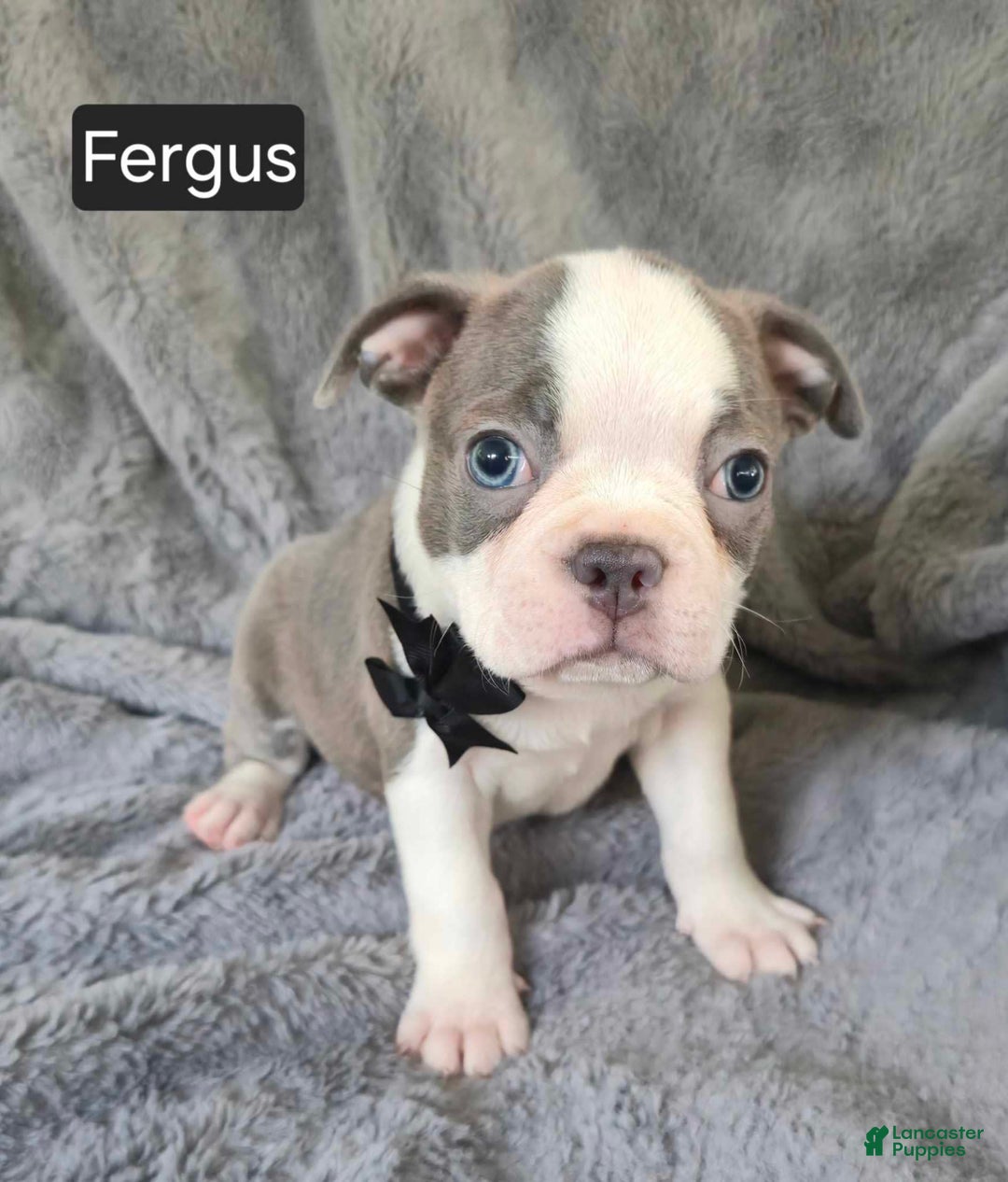 Boston Terrier dogs for sale: Fergus - Image 3