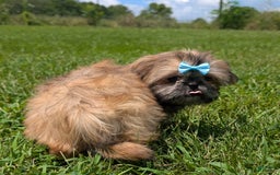 Shih Tzu dogs for sale: Cinnamon Toast Crunch - Image 2