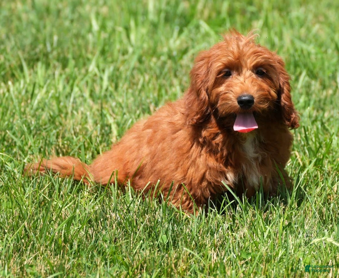 Bichpoo dogs for sale: Nolan - Image 12