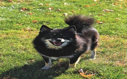 Pomsky dogs for sale: Bandit - Image 6
