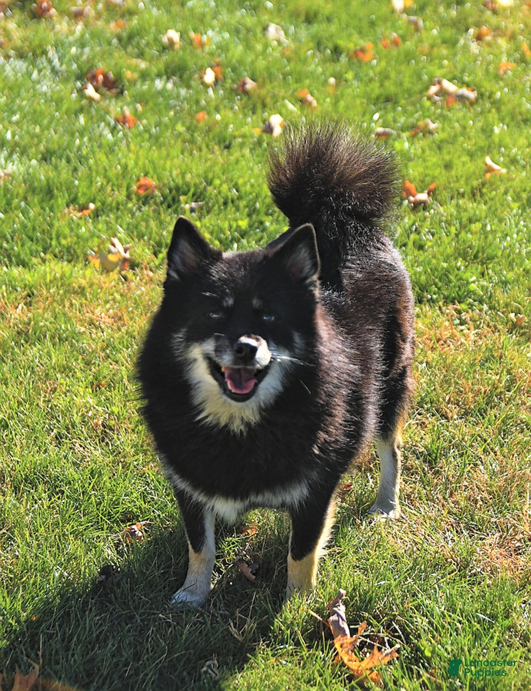 Pomsky dogs for sale: Bandit - Image 6