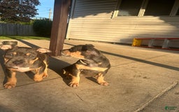 American Bully dogs for sale: Bou - Image 7