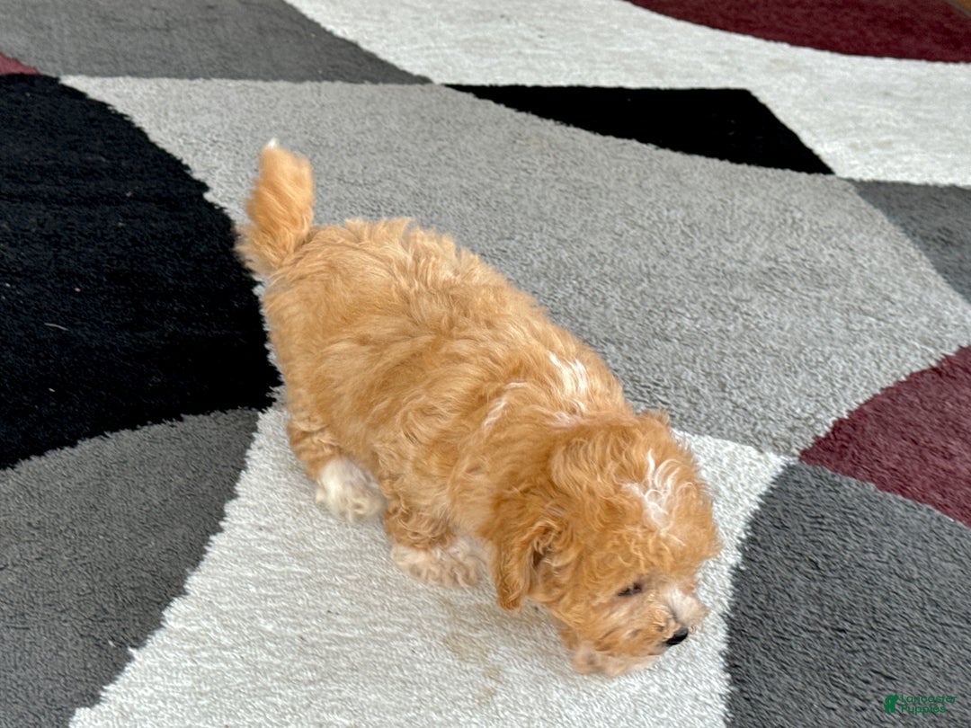 Coton De Tulear dogs for sale: Corrie - Image 8