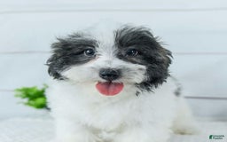 Havanese dogs for sale: Snickers - Image 2