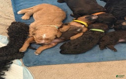 Bernedoodle dogs for sale: Yellow Collar Girl - Image 8