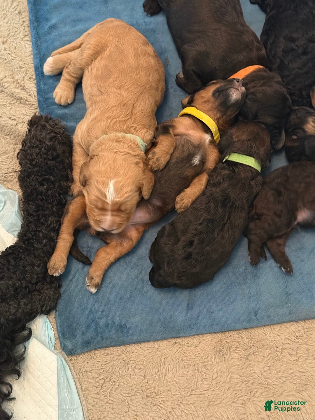 Bernedoodle dogs for sale: Yellow Collar Girl - Image 8